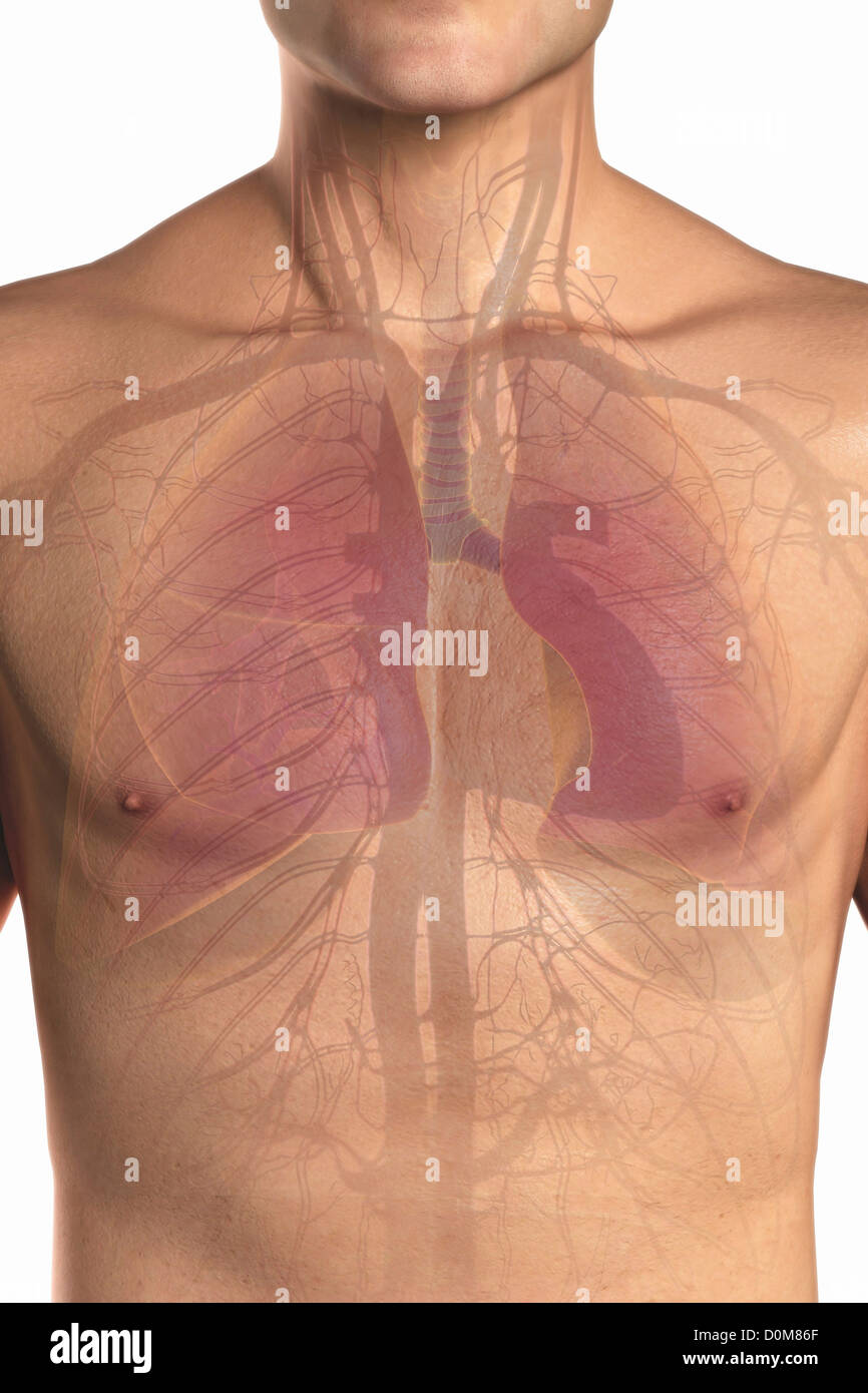 Vorderansicht des Oberkörpers zeigt die Herz-Kreislauf- und Atmungssystem. Stockfoto