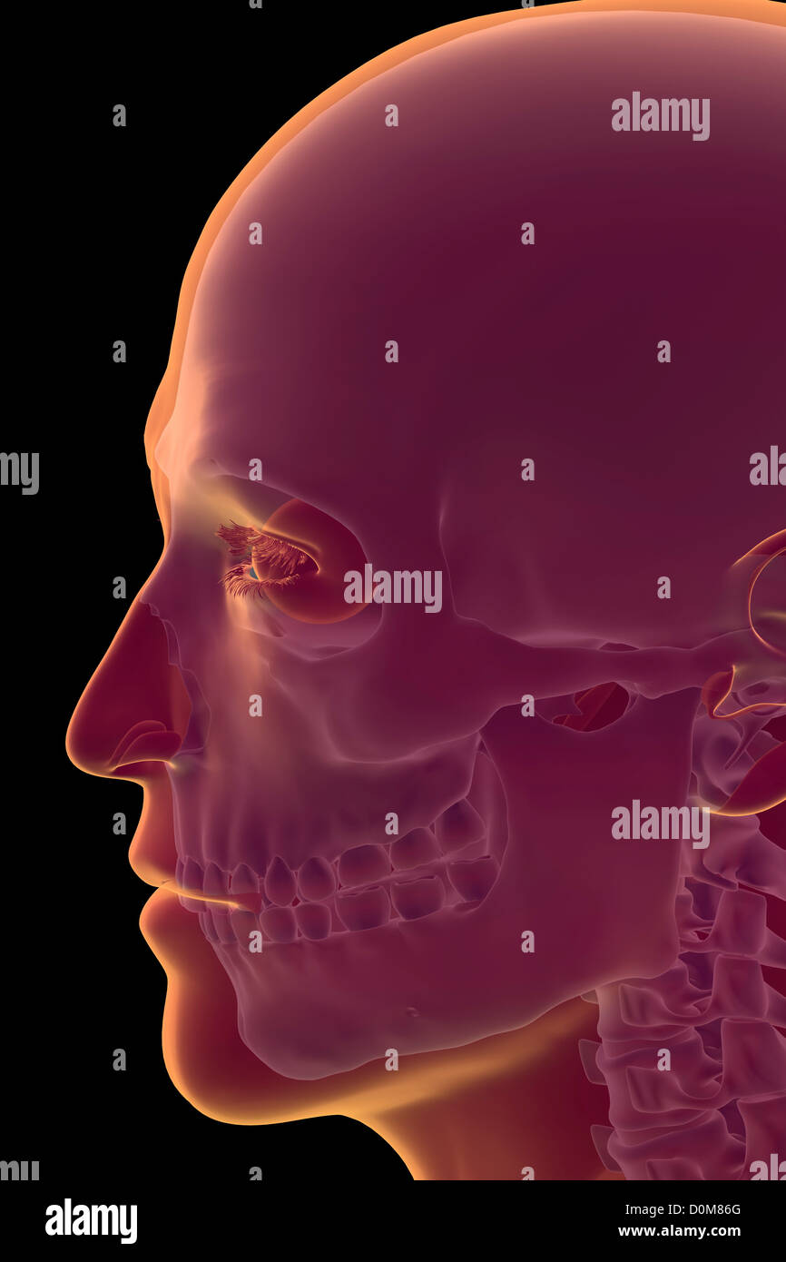 Close-up-Seite-View-Bild der Knochen des Kopfes. Stockfoto