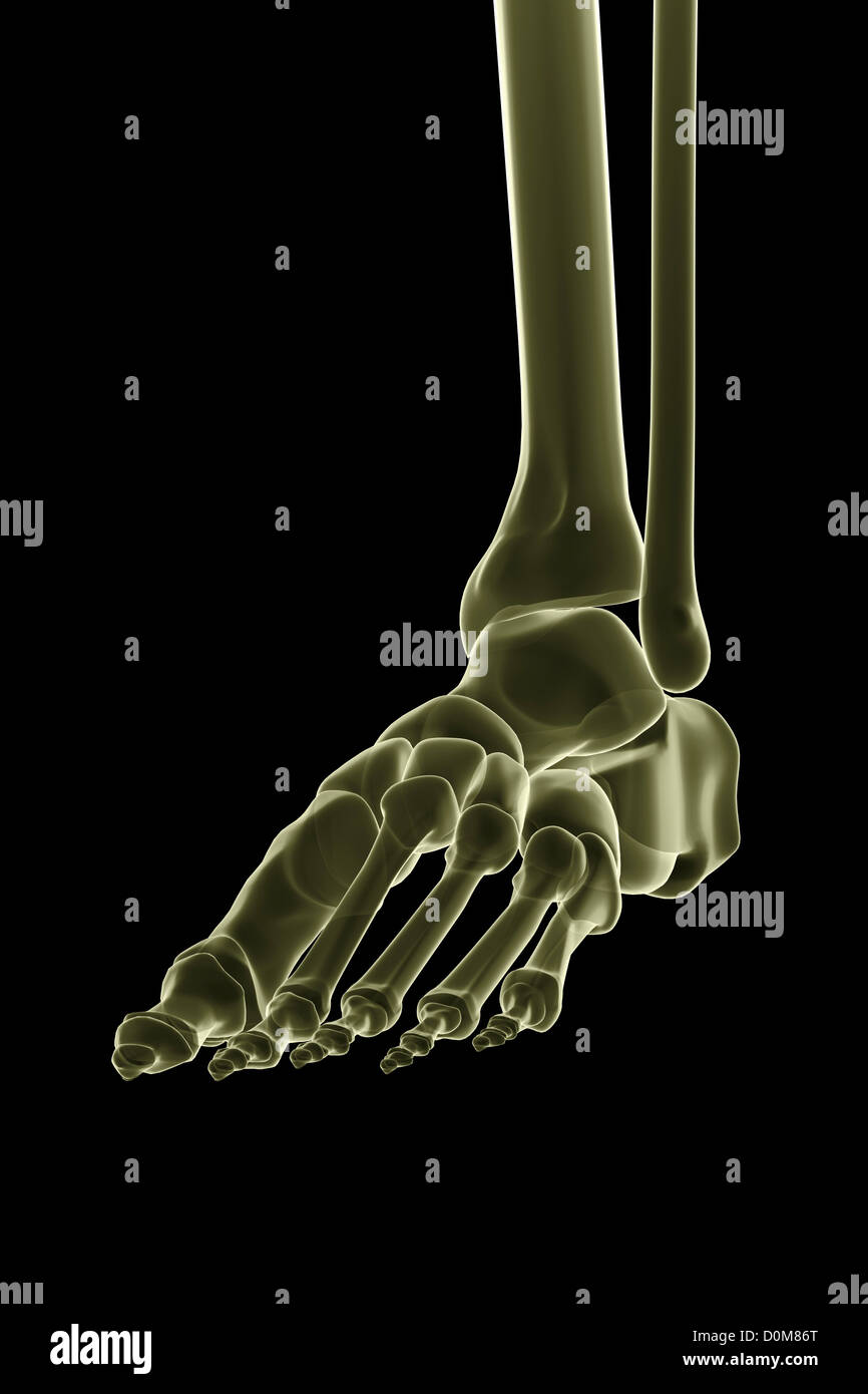 Close-up stilisierte Ansicht der Knochen des linken Fuß und Sprunggelenk. Stockfoto