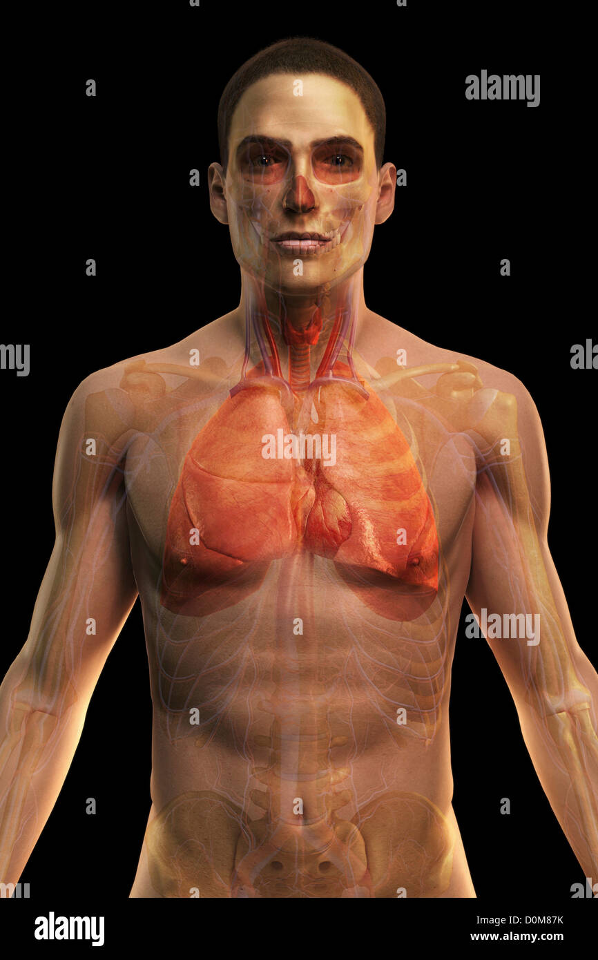 Aus Sicht des Oberkörpers zeigt die kardiovaskulären und respiratorischen Systeme des Oberkörpers. Stockfoto