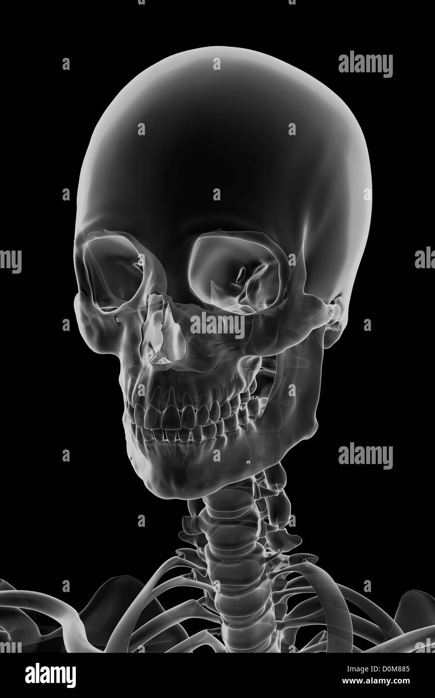 Close-up View-Bild der Knochen des Kopfes und Halses. Stockfoto