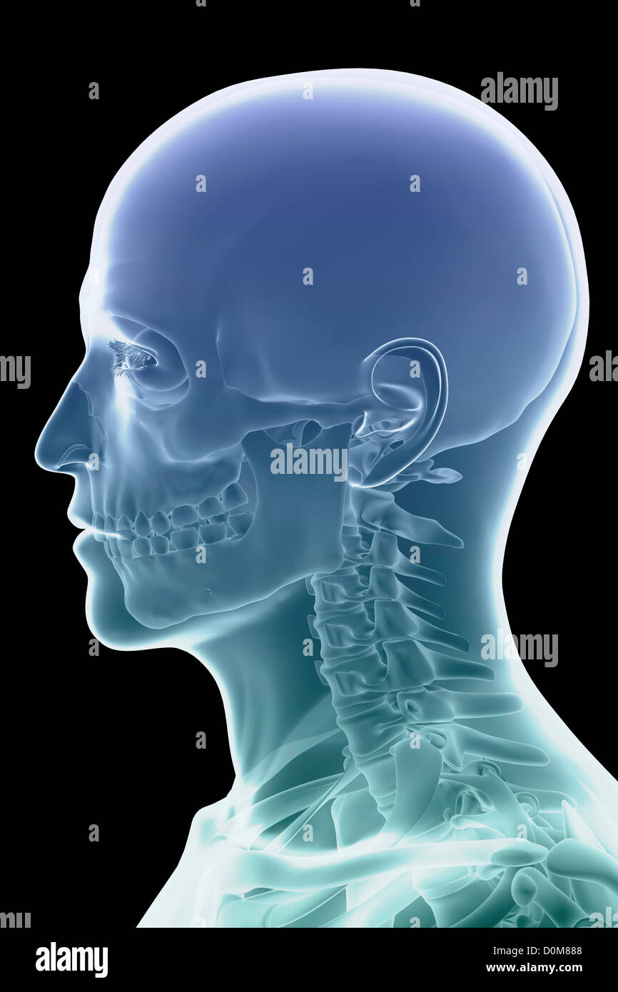Close-up-Seite-View-Bild der Knochen des Kopfes und Halses. Stockfoto