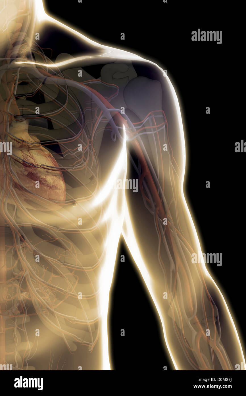 Vorderansicht der Schulter-Region von einer männlichen Figur zeigt die großen Blutgefäße bezogen auf das Skelett. Stockfoto