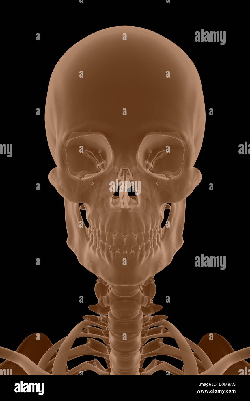 Stilisierte Frontalansicht der männlichen Knochen von Kopf und Hals. Stockfoto