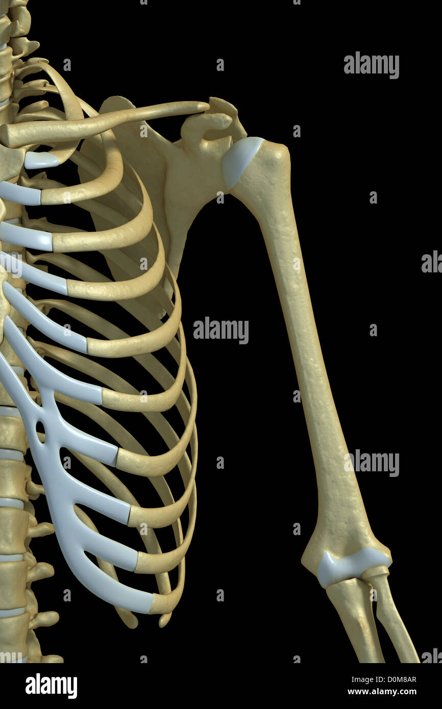 Vorderansicht der Knochen des linken Oberarm, Schulter und Brustkorb. Stockfoto