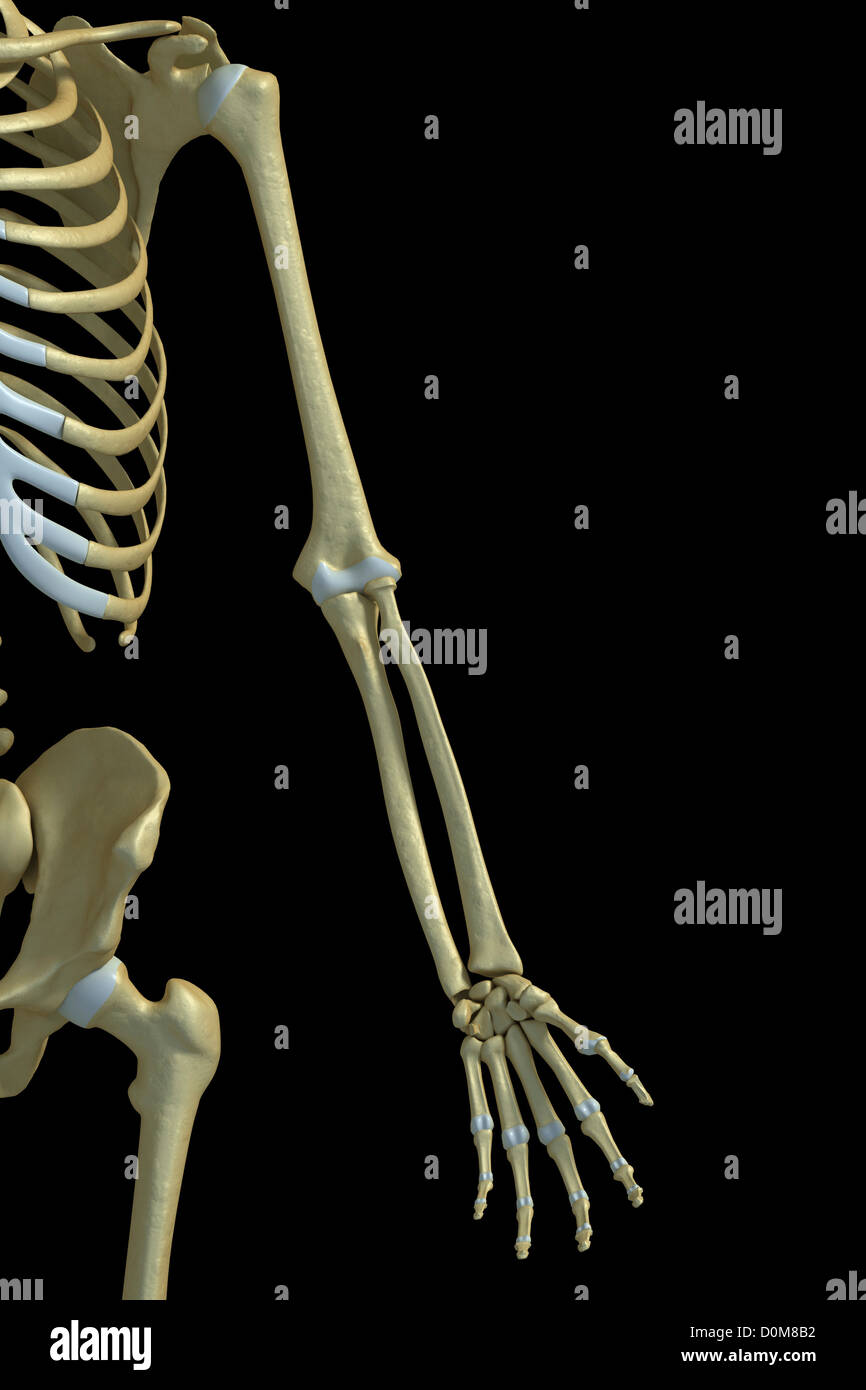Vorderansicht der Knochen des linken Arm und Schulter. Stockfoto
