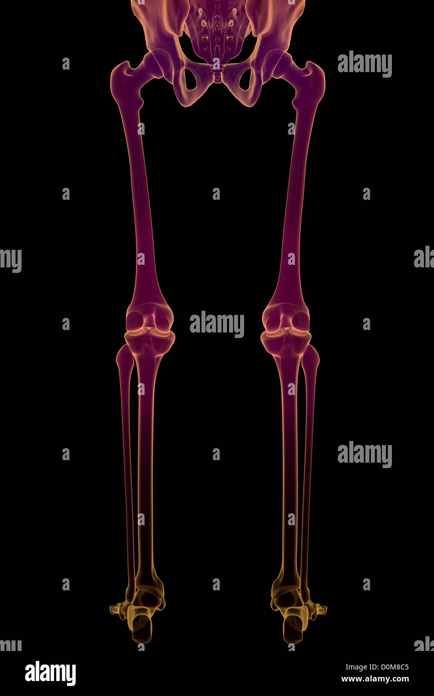 Rückansicht der Knochen der unteren Körperhälfte des männlichen Skeletts. Stockfoto