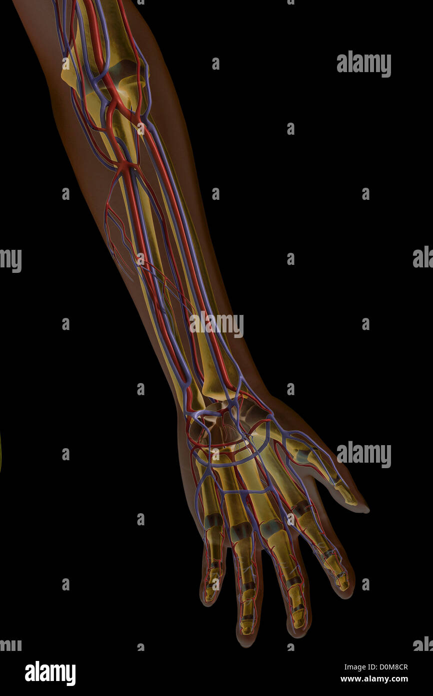 Frontansicht des linken Unterarm und großen Blutgefäßen. Stockfoto