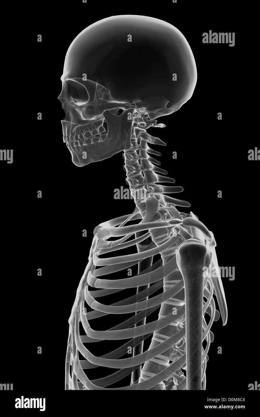 Die Knochen von Kopf, Hals und oberen Brustkorb von der linken Seite gesehen. Stockfoto