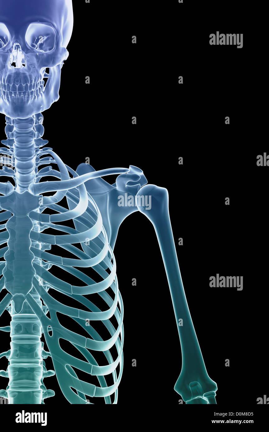Vorderansicht des stilisierten Knochen der Schulter Gelenk, Brustkorb und linken Oberarm. Stockfoto