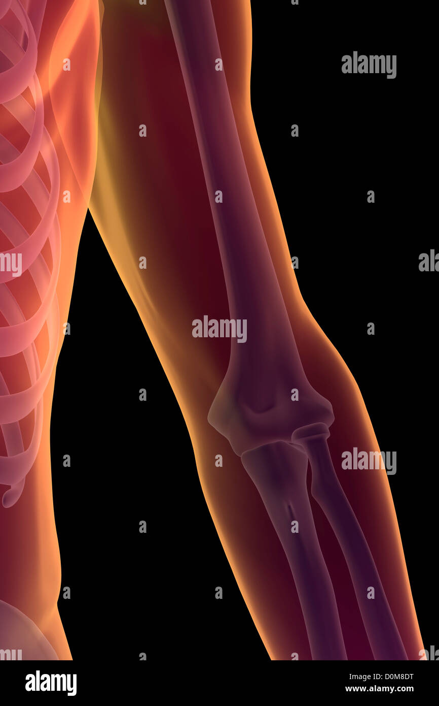 Stilisierte Frontalansicht der Knochen des linken Ellenbogen. Stockfoto