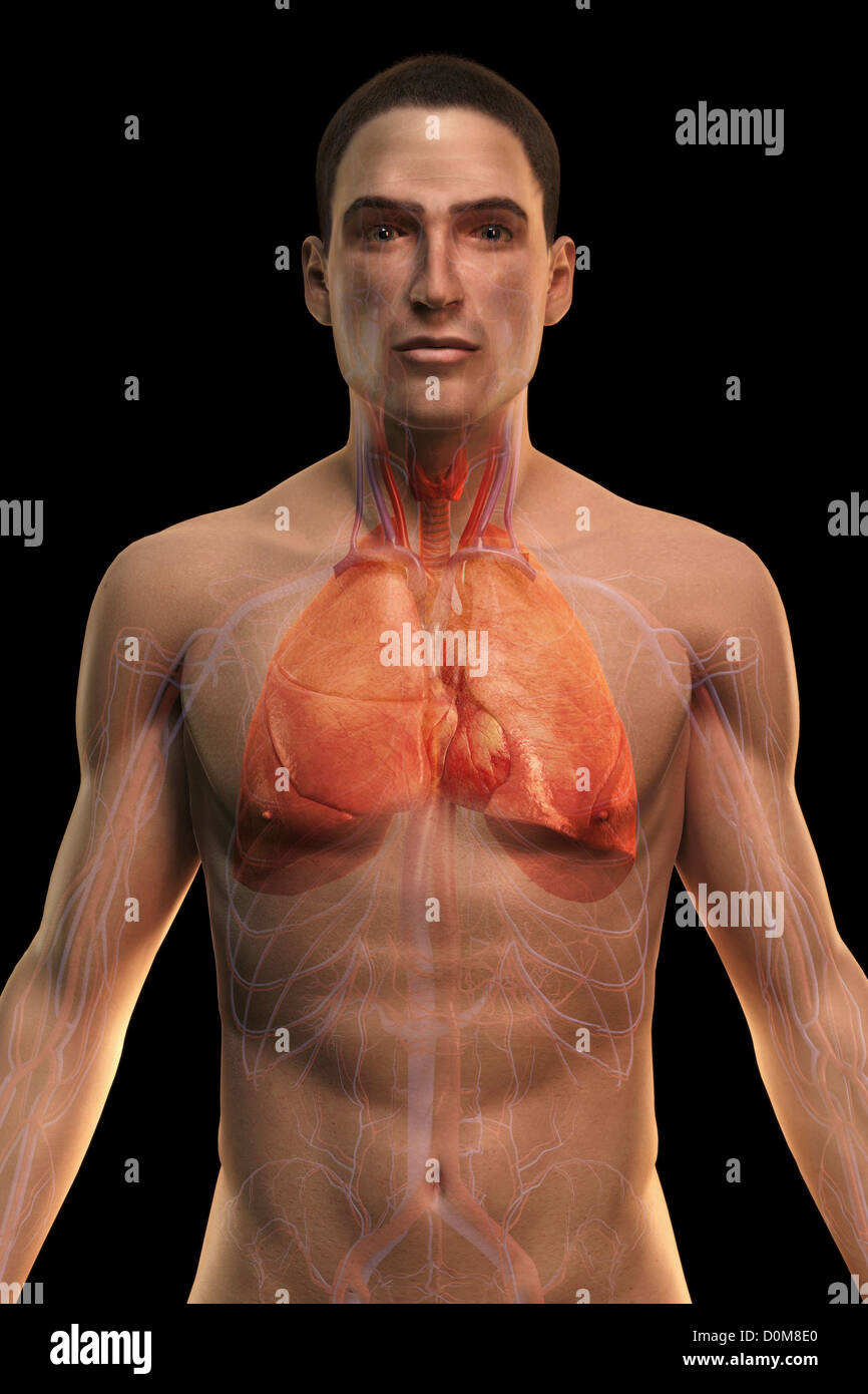 Vorderansicht des Oberkörpers zeigt die Organe des Atmungs- und Herz-Kreislauf-Systems. Stockfoto