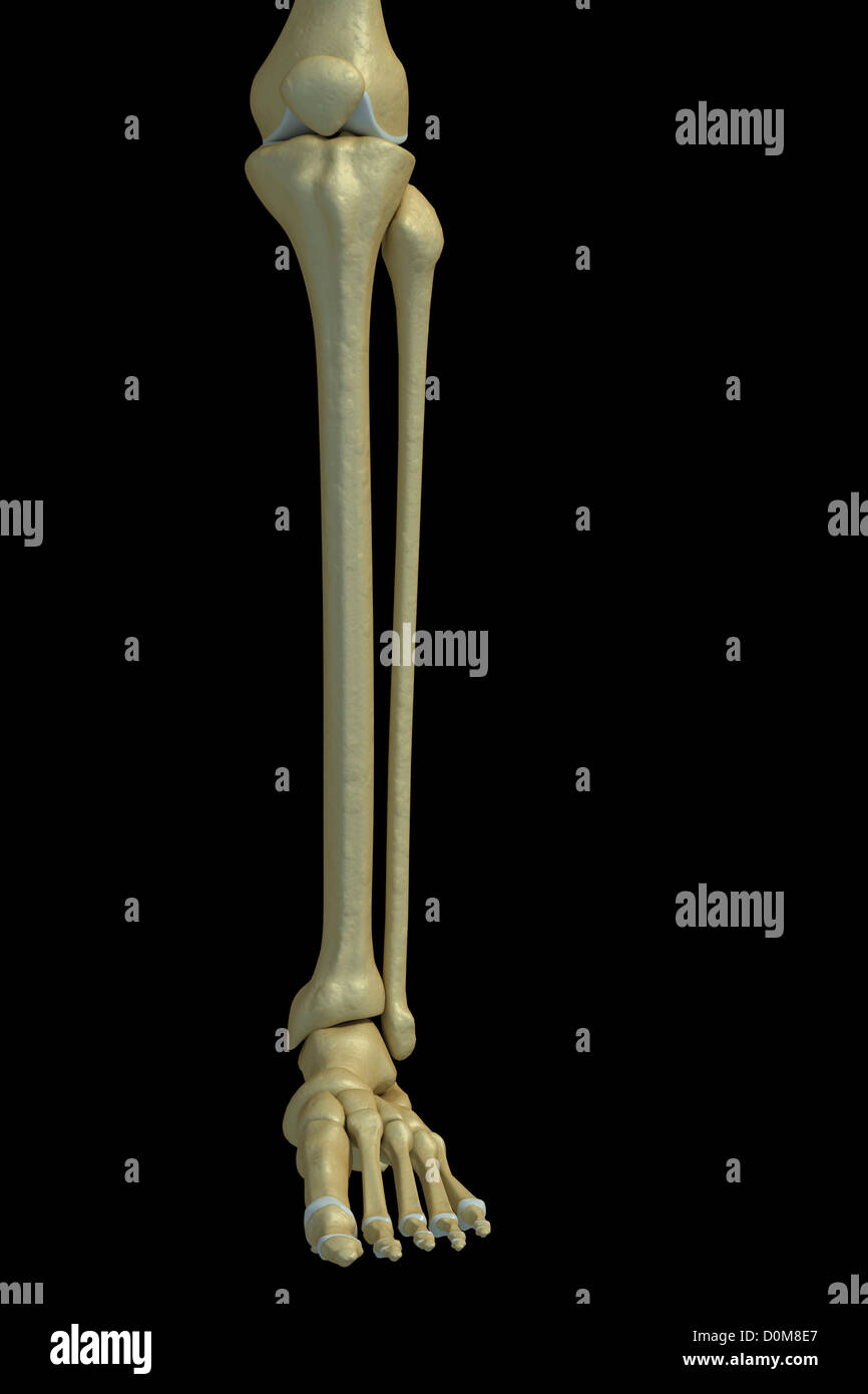 Vorderansicht der Knochen des linken Unterschenkels. Stockfoto