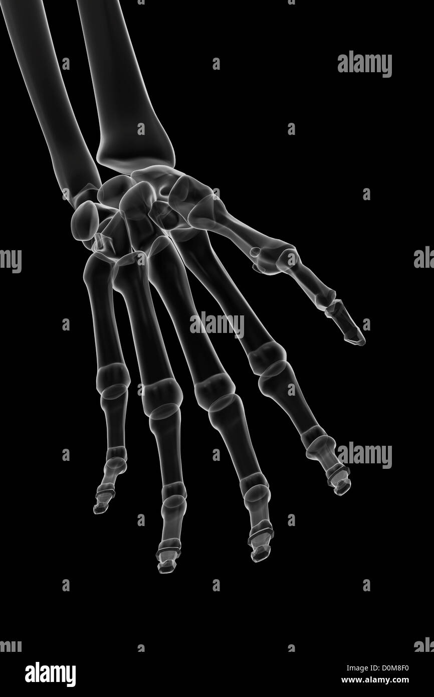 X-ray stilisierte Knochen der linken Hand und des Handgelenks. Stockfoto