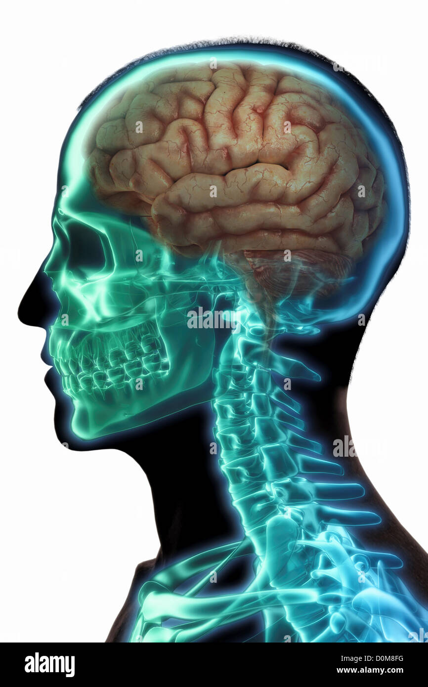 Silhouette des männlichen Kopf mit Gehirn und Skelett sichtbar. Stockfoto