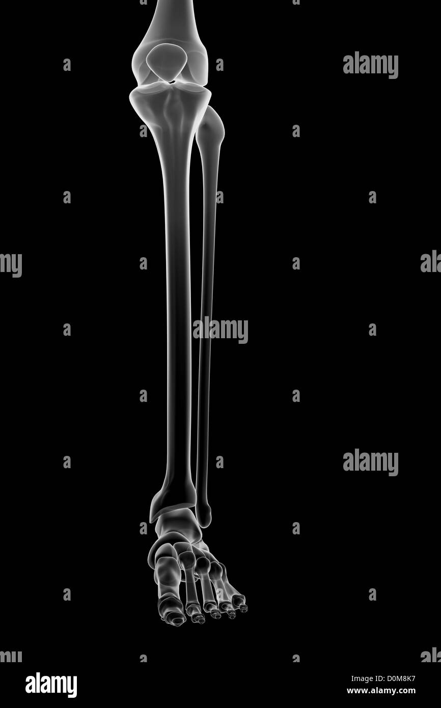 Stilisierte Knochen des linken Unterschenkel, Sprunggelenk und Fuß. Stockfoto