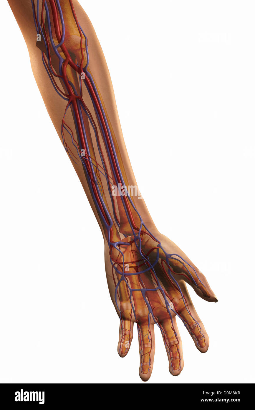 Frontansicht des linken Unterarm und großen Blutgefäßen. Stockfoto