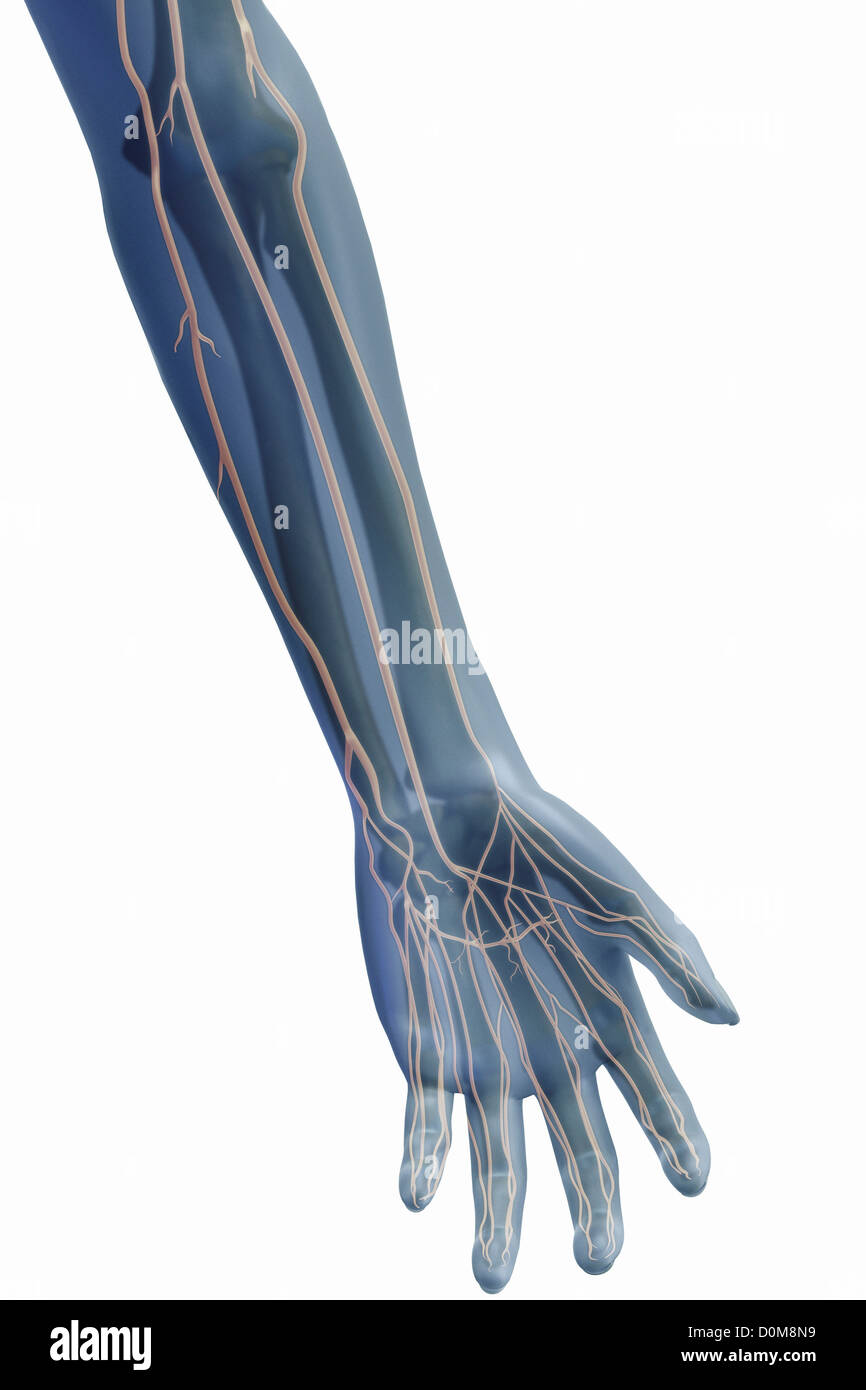 Stilisierte Frontalansicht des Nervensystems des linken Unterarms. Stockfoto
