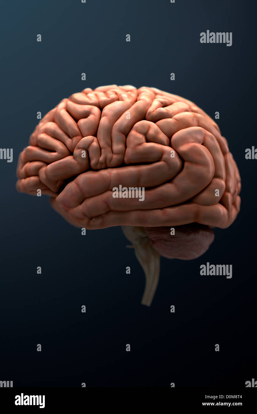 Seitenansicht des menschlichen Gehirns (linke Seite). Stockfoto