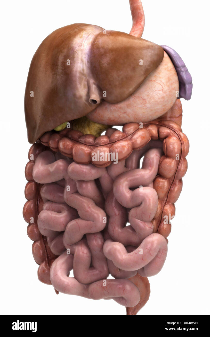 Dreiviertelansicht der Organe des Verdauungssystems. Stockfoto