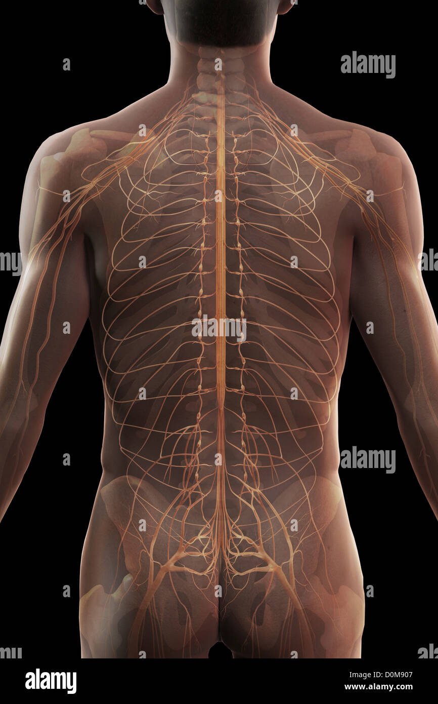 Rückansicht der Nerven der oberen Körper, Rückenmark und Skelett. Stockfoto
