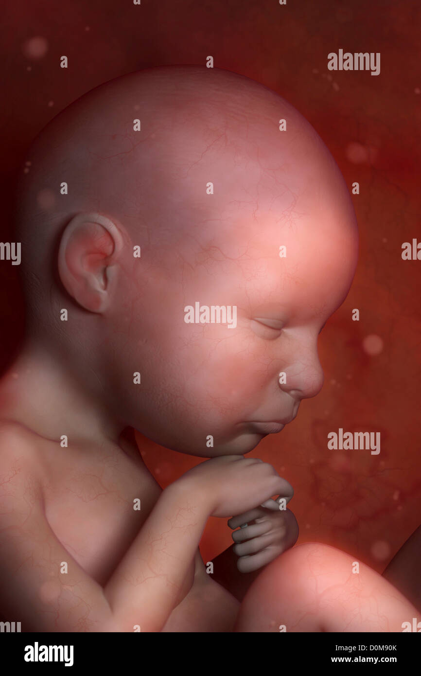 Fötus in der Gebärmutter (fötale Entwicklung ca. Monat 6) Stockfoto