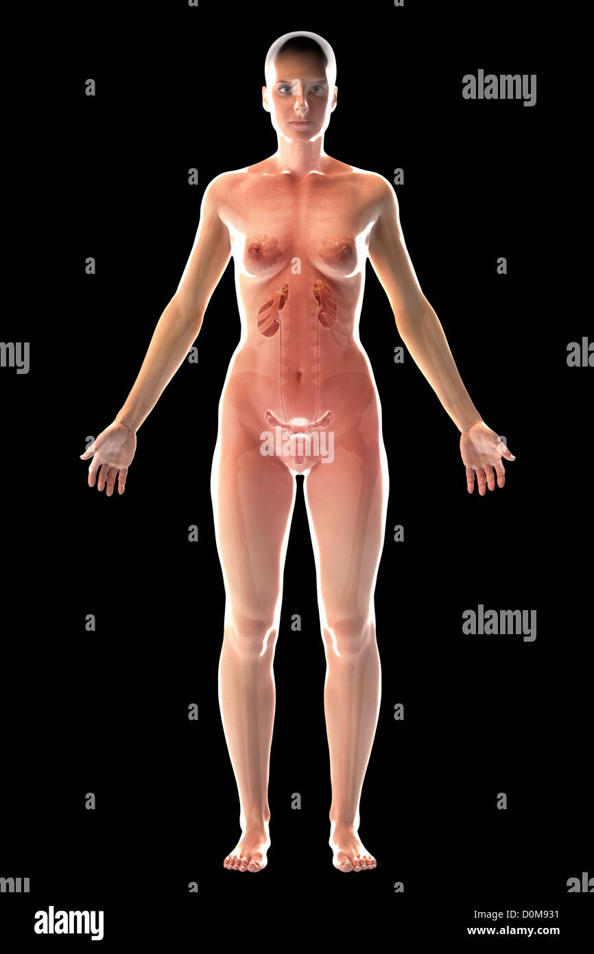 Der Harnwege (weiblich) innerhalb des Körpers von vorne gesehen. Das Skelett ist auch vorhanden. Stockfoto