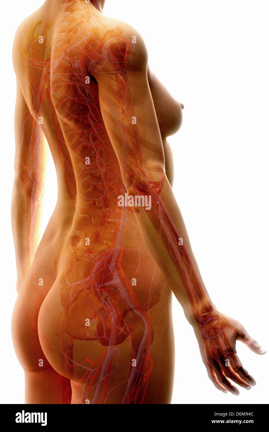 Das Skelett und Herz-Kreislauf-Systeme (weibliche) des Oberkörpers von einer Seitenansicht angezeigt. Stockfoto