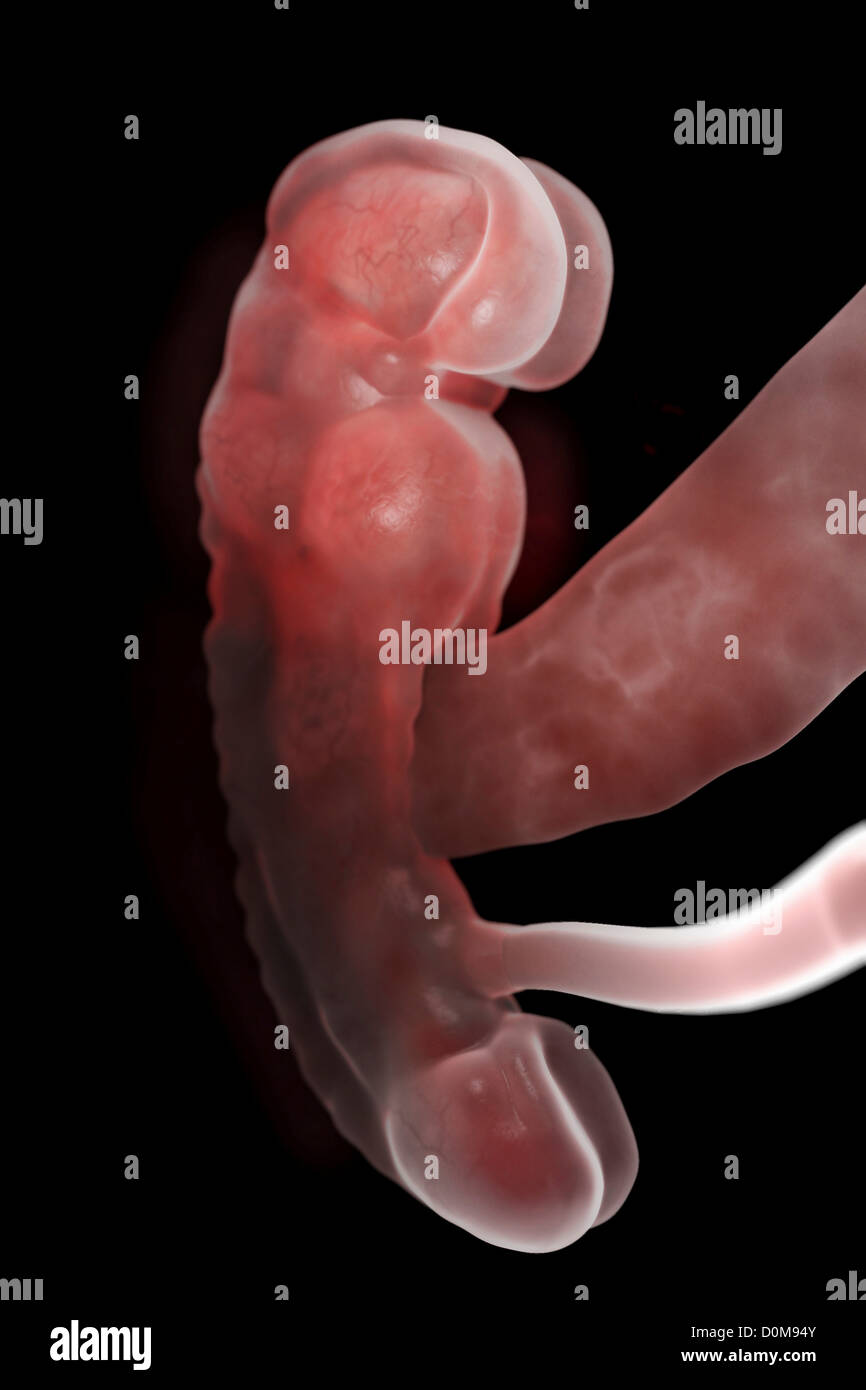 Fötus in der Gebärmutter (fötale Entwicklung ca. 3. Woche) Stockfoto