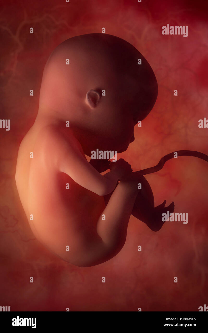 Fötus in der Gebärmutter (fötale Entwicklung ca. Monat 4) Stockfoto