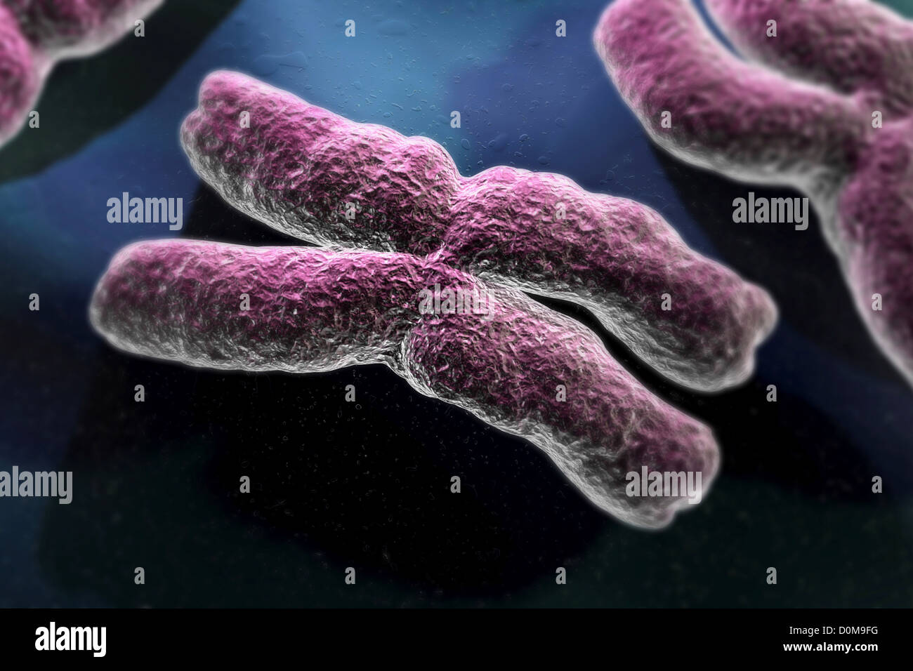 Konzeptionelle Darstellung eines menschlichen Chromosoms. Stockfoto
