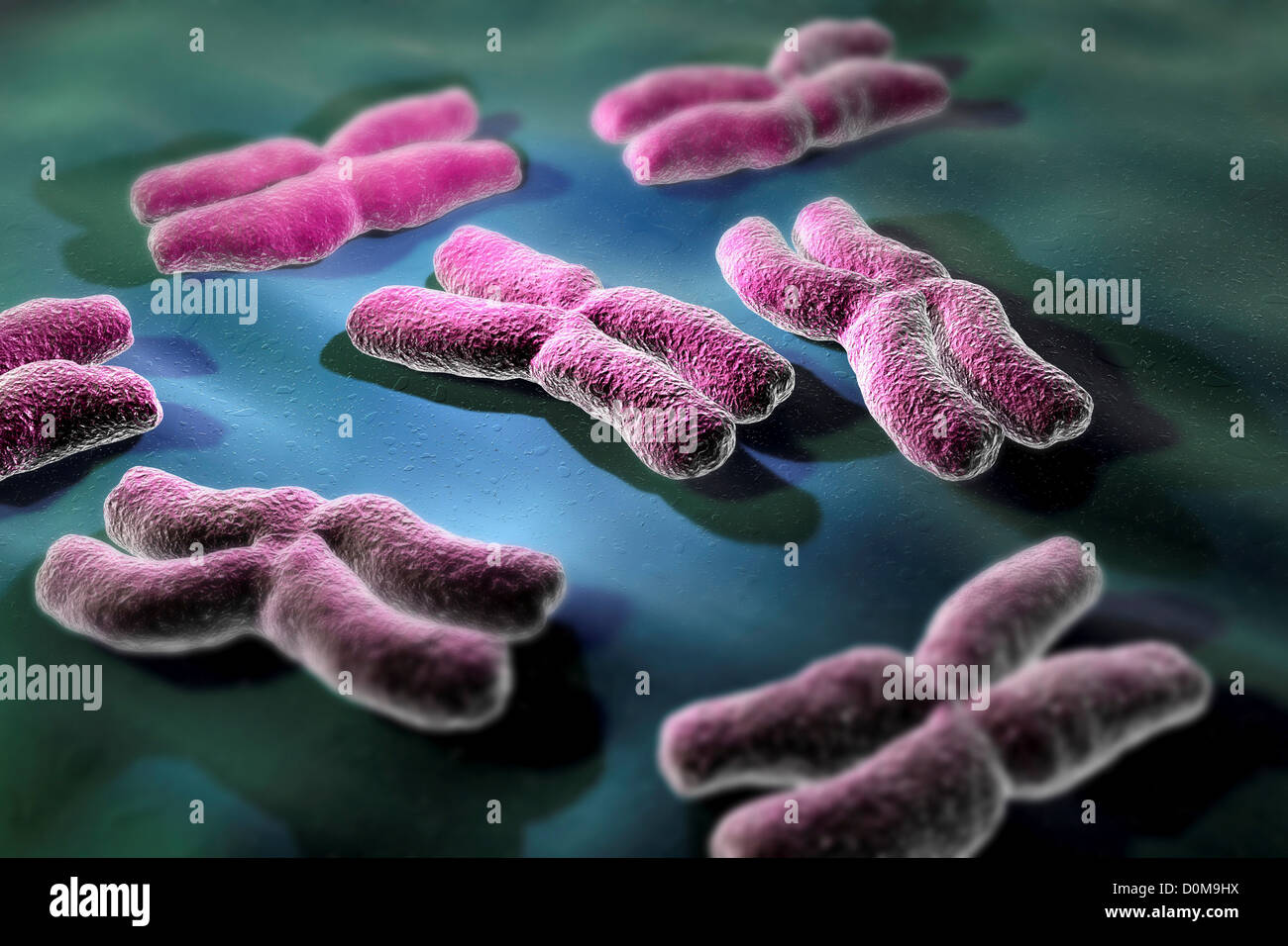 Konzeptionelle Darstellung der menschlichen Chromosomen. Stockfoto