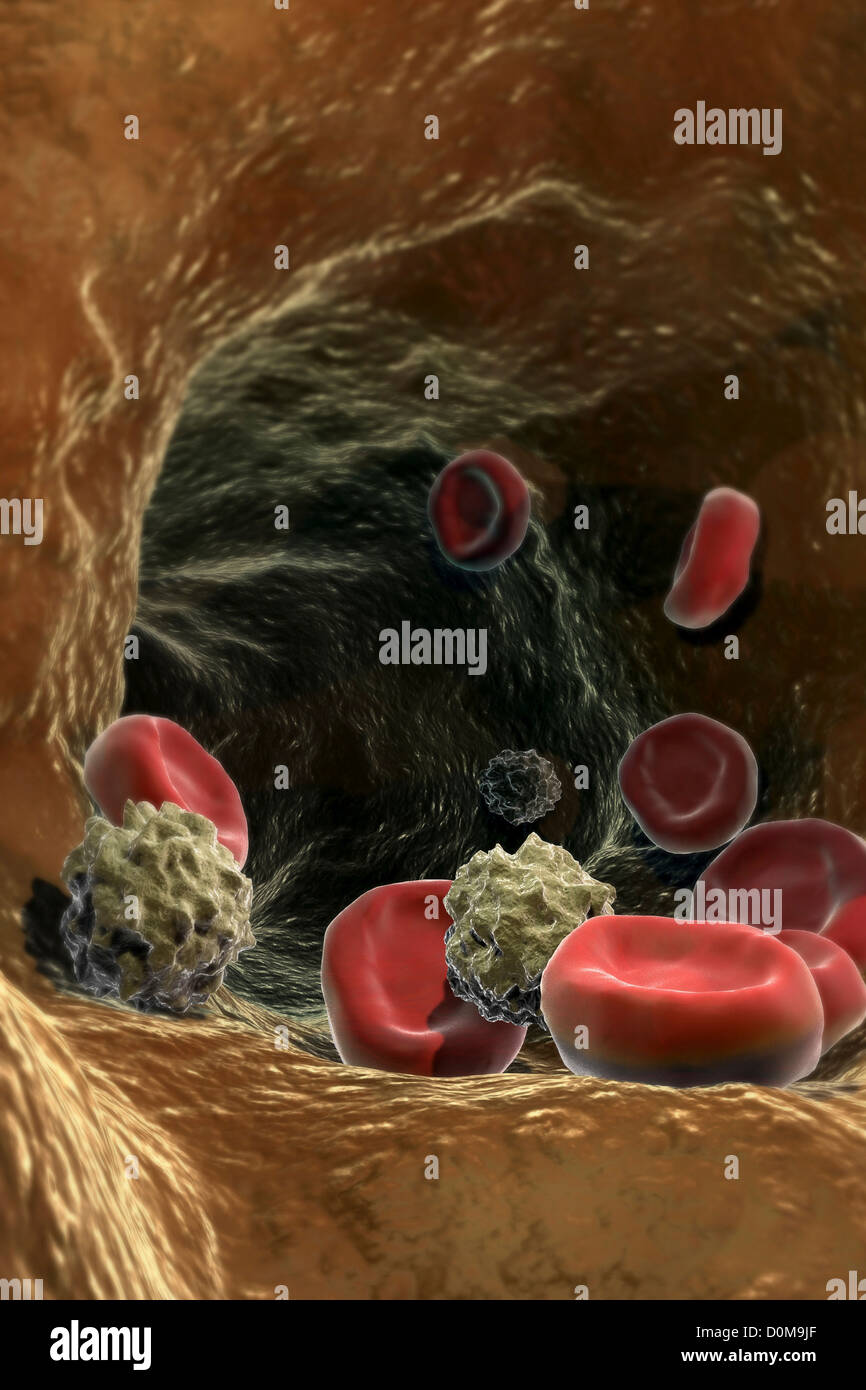Konzeptionelle Darstellung innen Blutgefäß mikroskopischer Ebene vorhanden sind rotes Blutkörperchen weiße Blutkörperchen. Stockfoto