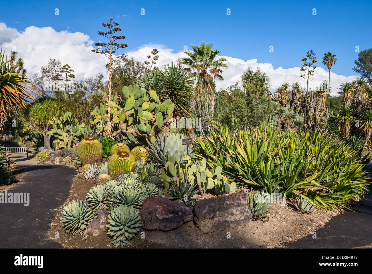 Huntington Library Cactus Garden Stockfotos Huntington Library