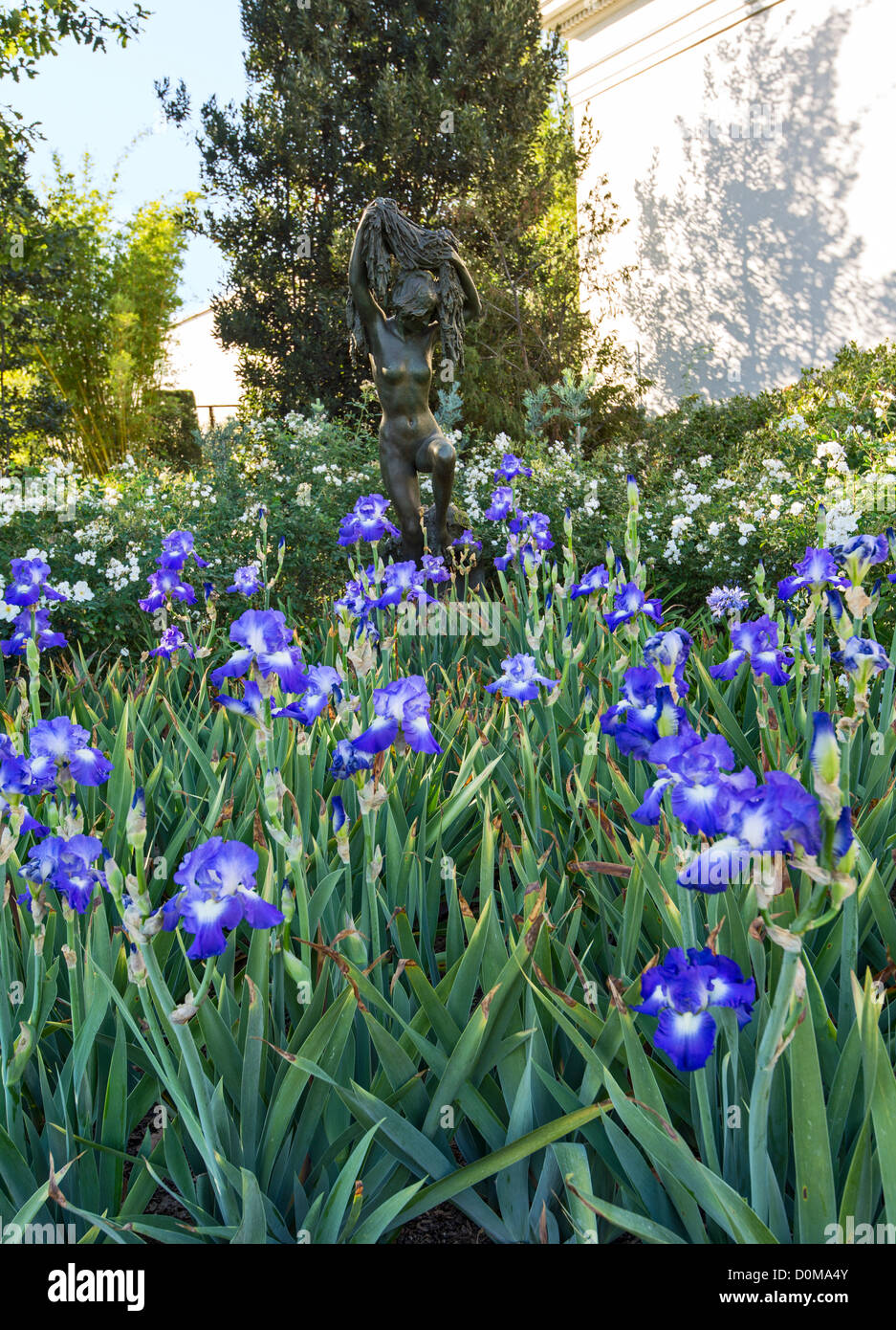 Ein Bereich der Iris, die rund um die kleine Dame aus dem Meer Bronze Skulptur an der Huntington-Bibliothek und botanischen Gärten. Stockfoto