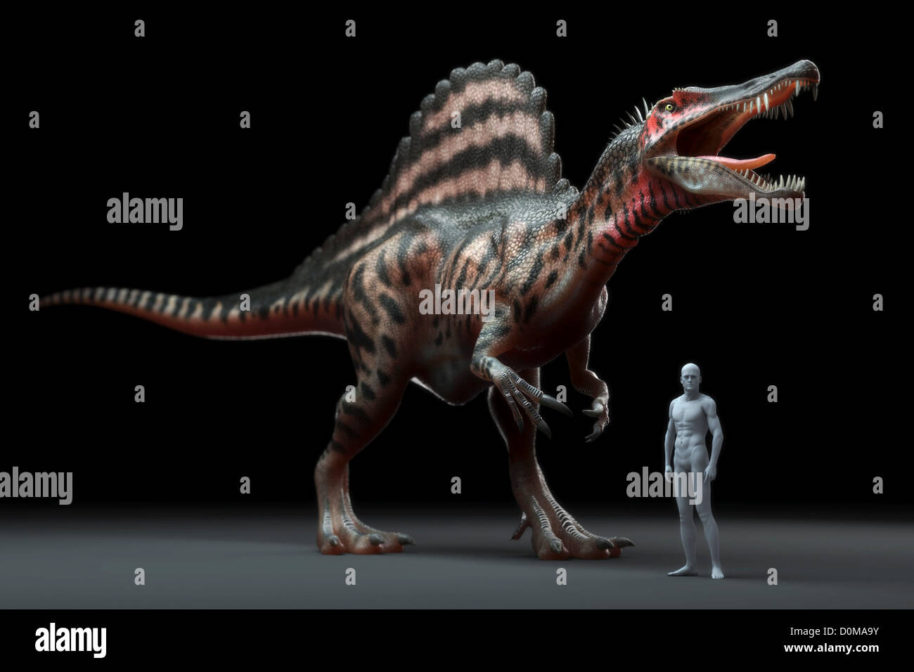 Modell eines Spinosaur Dinosauriers zeigt die Größe im Vergleich zu einem Menschen. Stockfoto