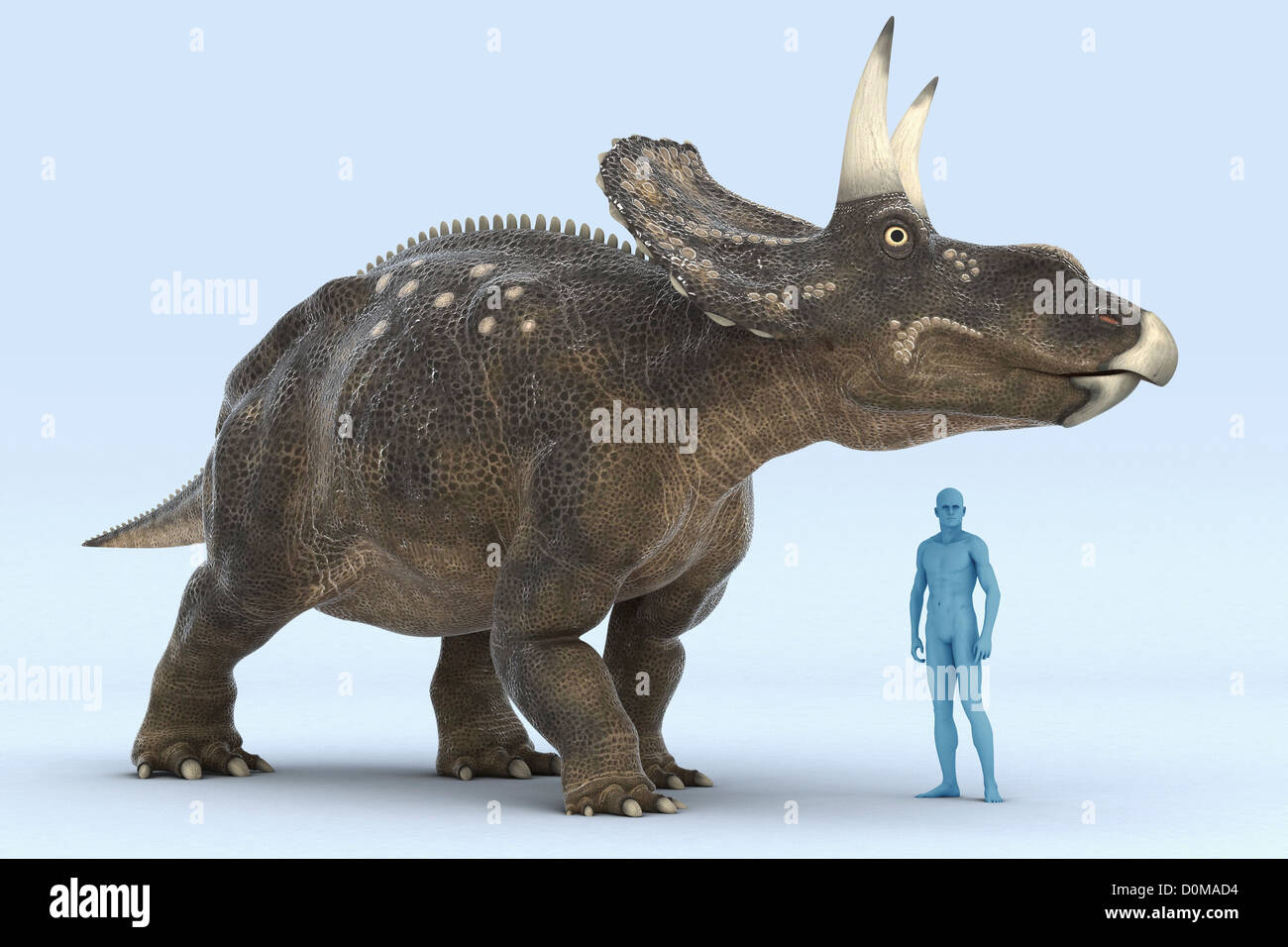 Modell eines Diceratops Dinosauriers zeigt die Größe im Vergleich zu einem Menschen. Stockfoto
