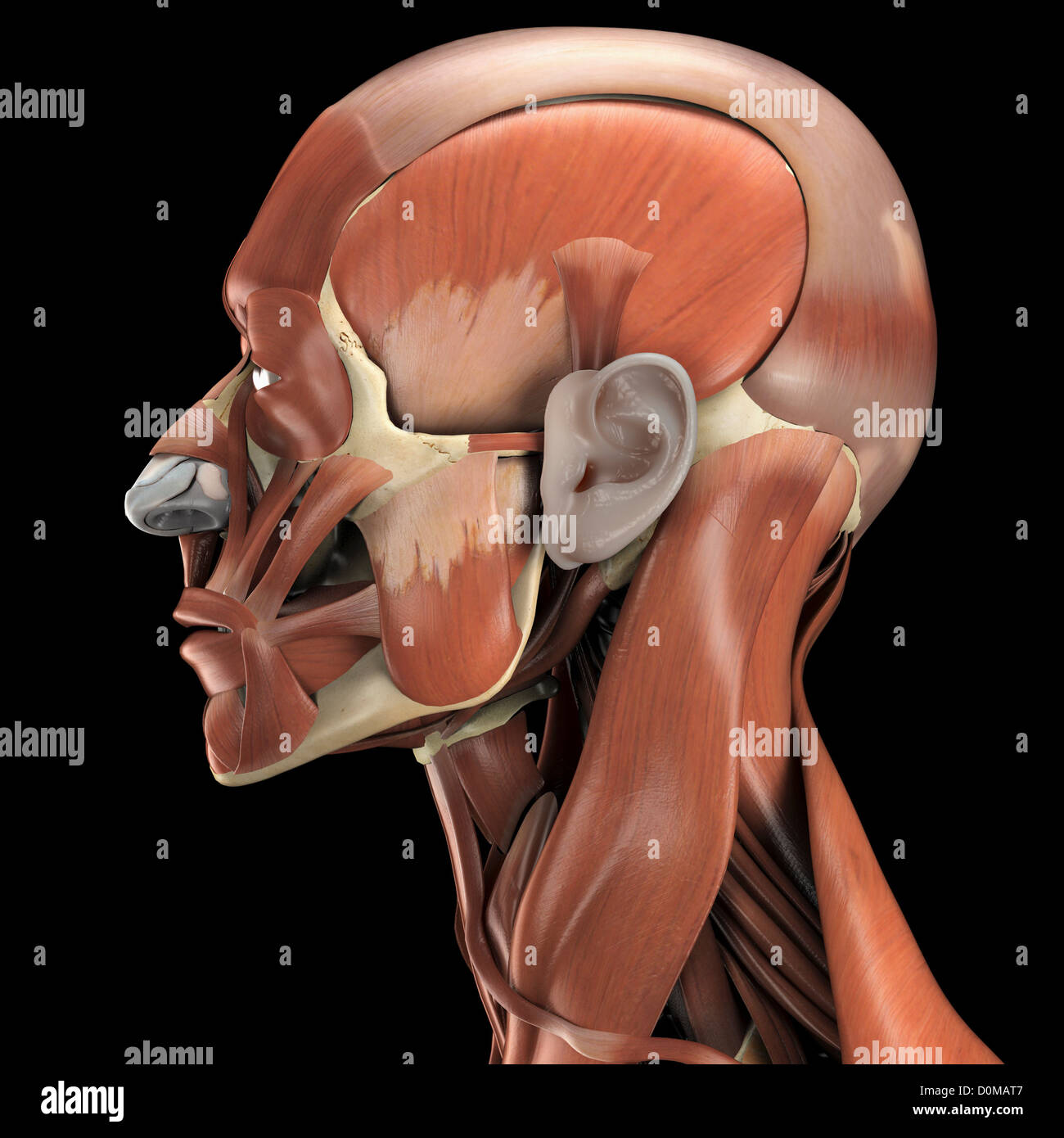 Eine Mensch-Modell mit Muskeln im Gesicht, Kopf und Hals. Stockfoto