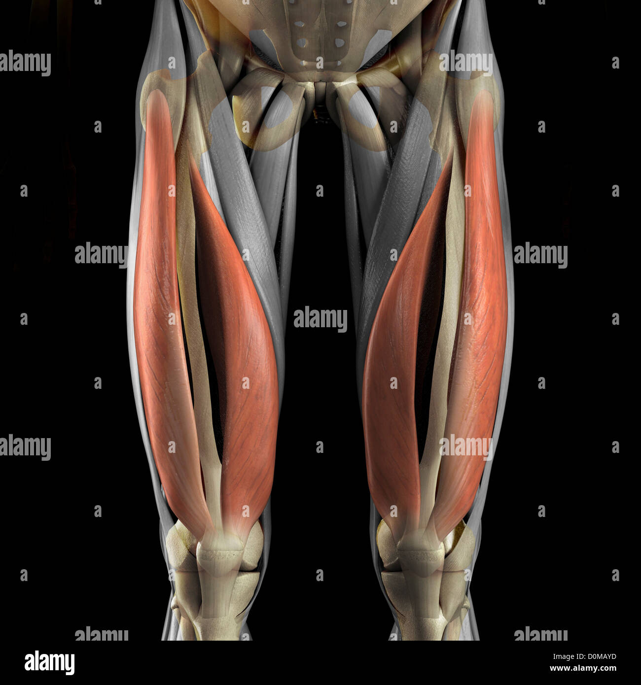 Ein menschliches Modell zeigt den Vastus Medialis und Lateralis Muskeln. Stockfoto