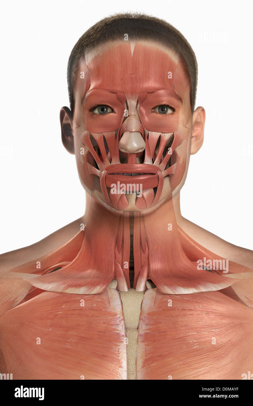 Eine Mensch-Modell mit Muskeln im Gesicht und am Hals. Stockfoto