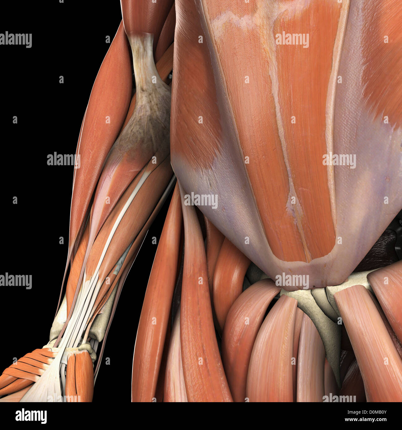 Anatomisches Modell zeigt den unteren Bauch und Becken-Muskeln. Stockfoto