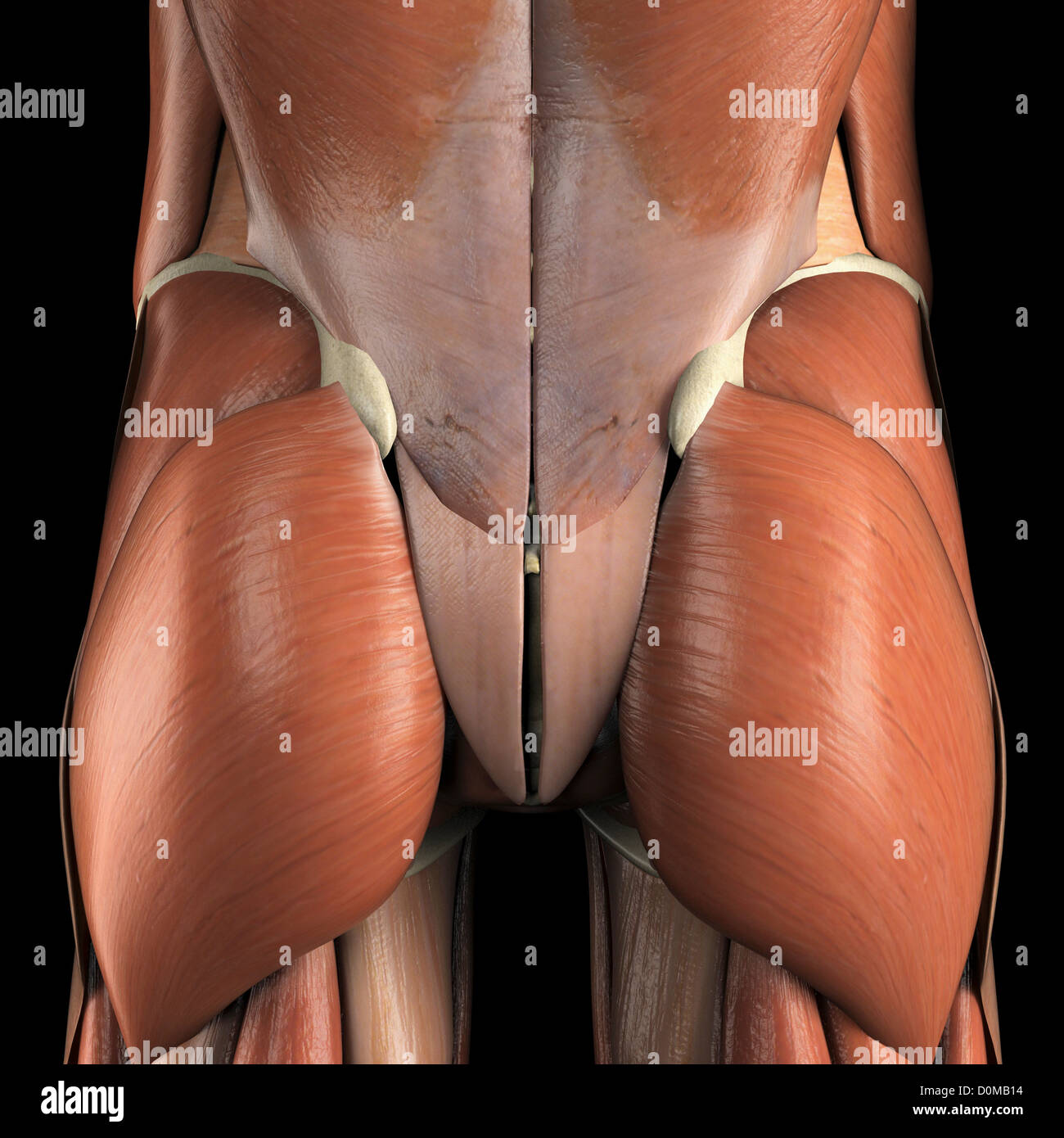 Anatomisches Modell zeigt die Muskeln Gluteus Maximus. Stockfoto