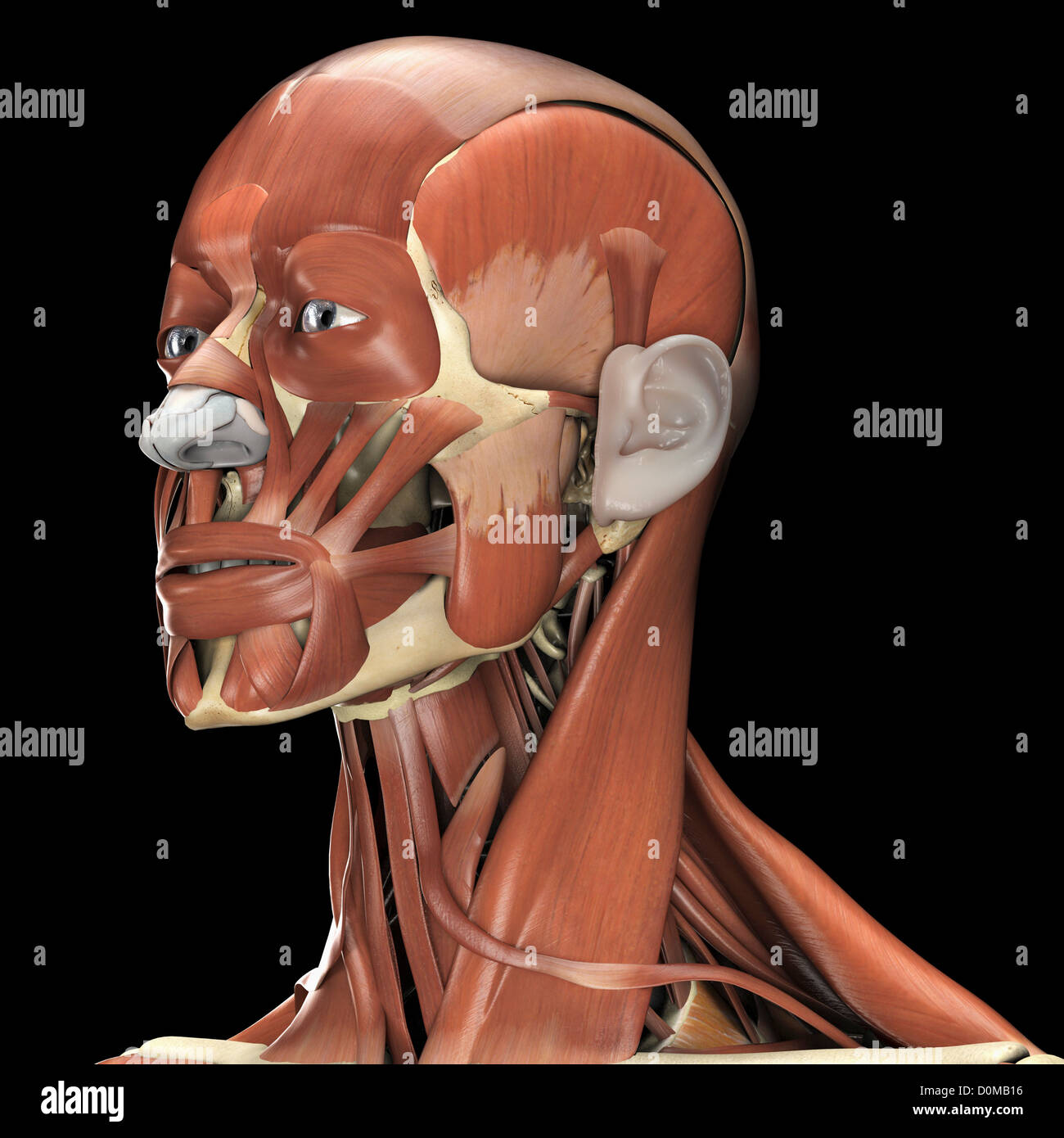 Ein menschliches Modell zeigt die Muskeln von Hals und Gesicht. Stockfoto