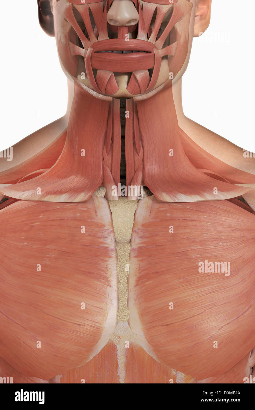 Ein menschliches Modell zeigt die wichtigsten Pectoralis und Nackenmuskulatur. Stockfoto