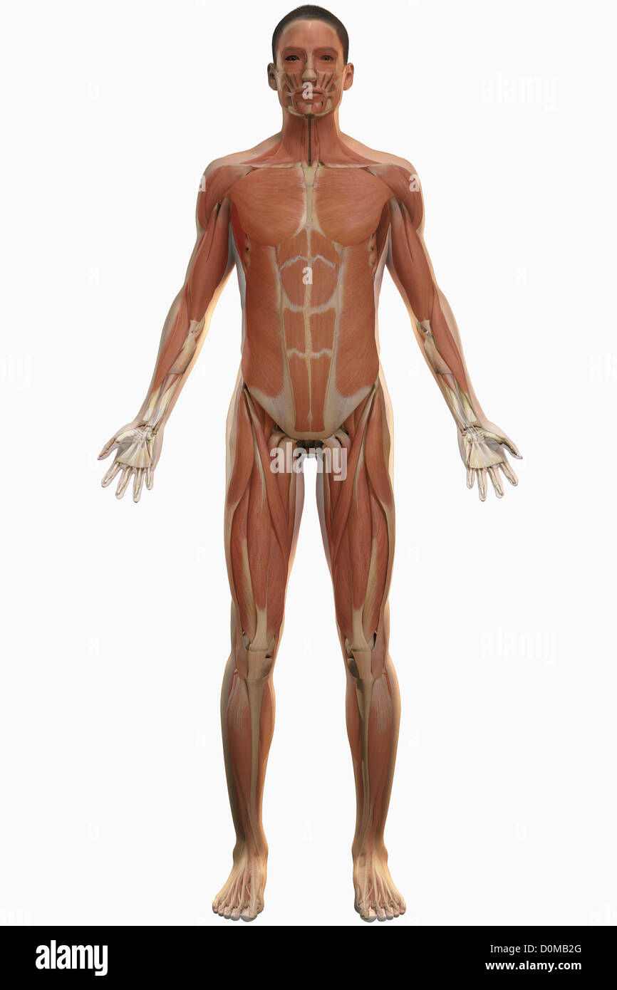 Anatomisches Modell zeigt die menschliche Muskulatur. Stockfoto