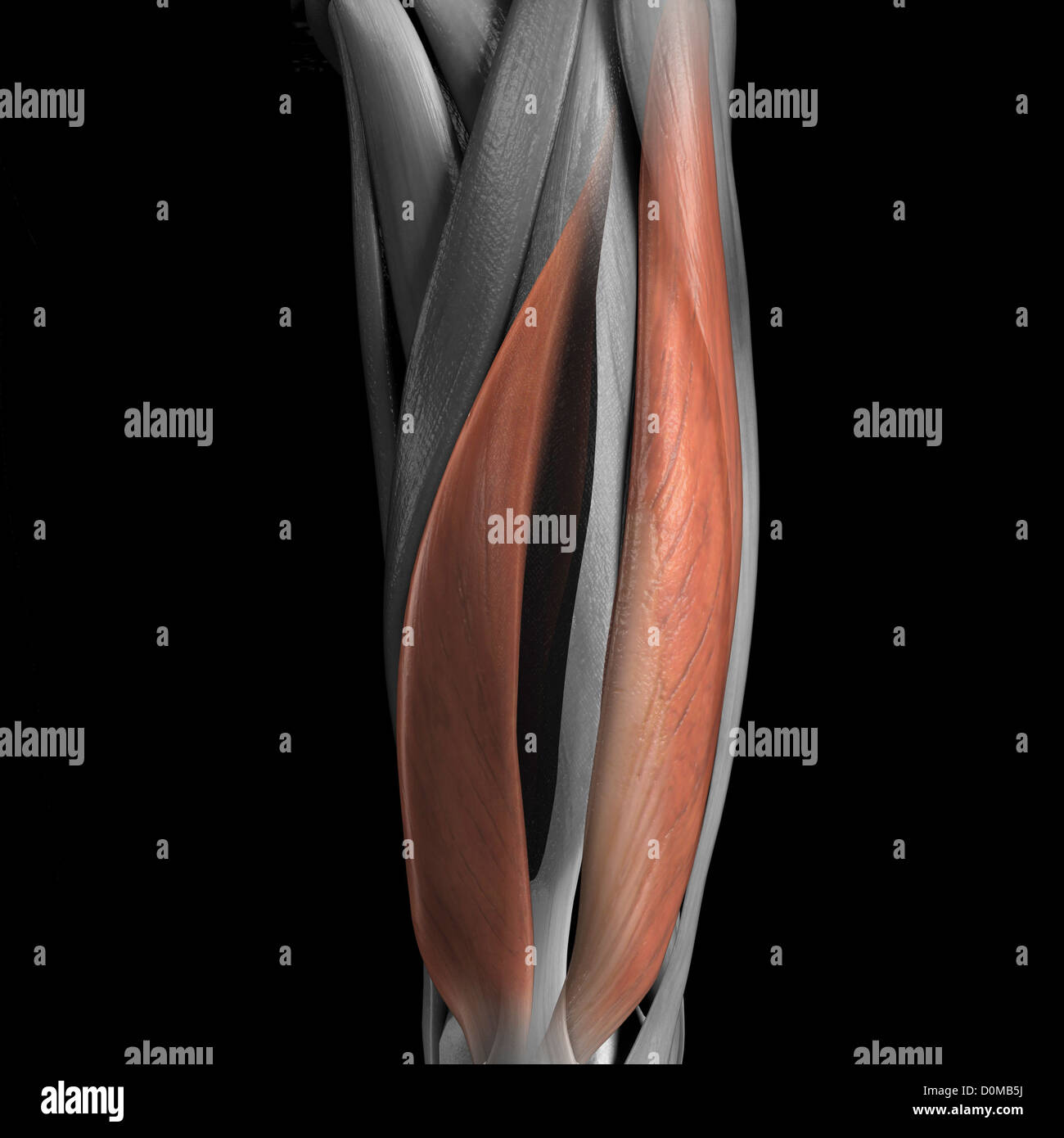 Ein menschliches Modell zeigt den Vastus Medialis und Lateralis Muskeln. Stockfoto