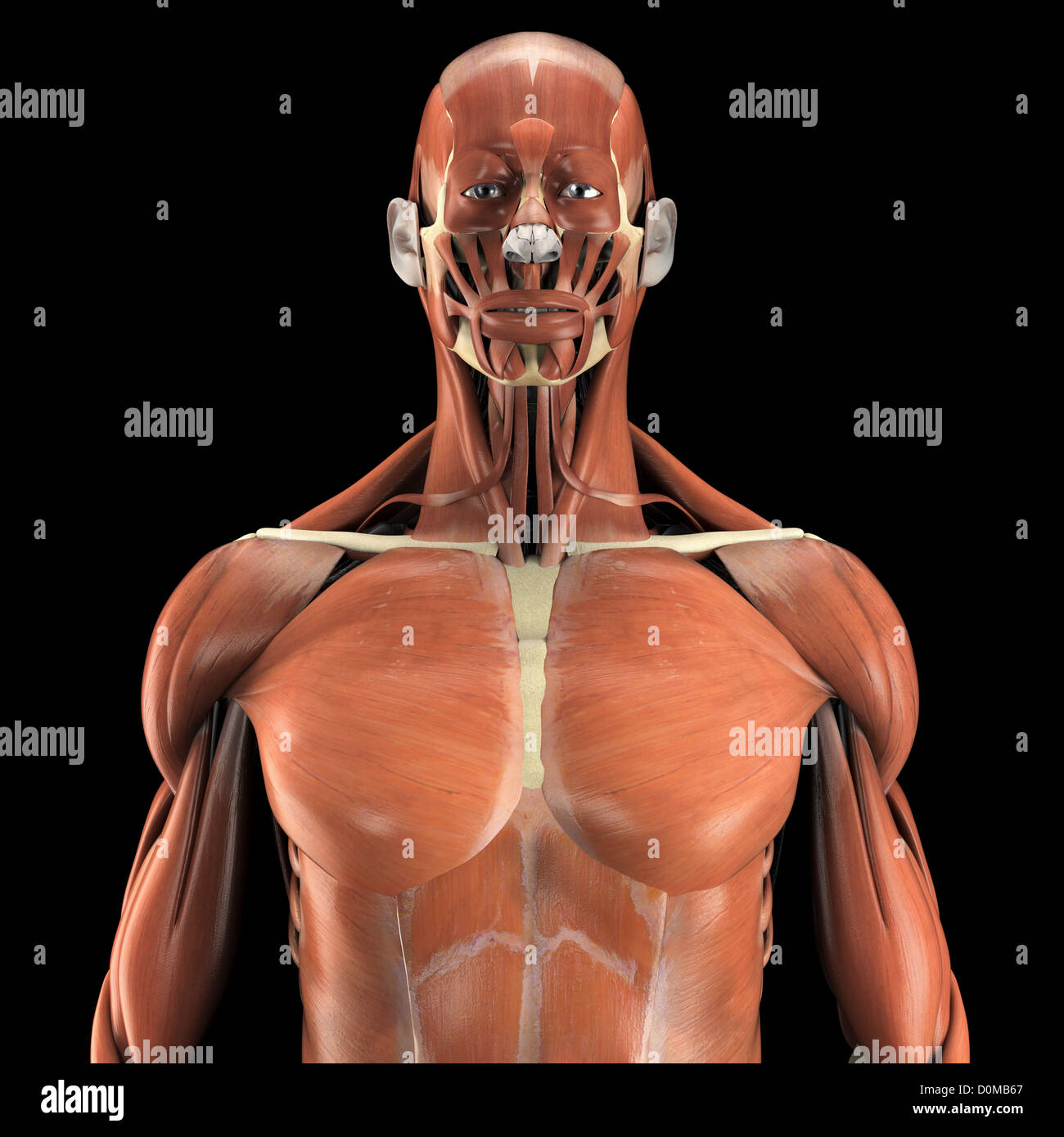 Ein menschliches Modell Deltoid und Pectoralis großen sowie Muskeln im Nacken und Gesicht zeigen. Stockfoto