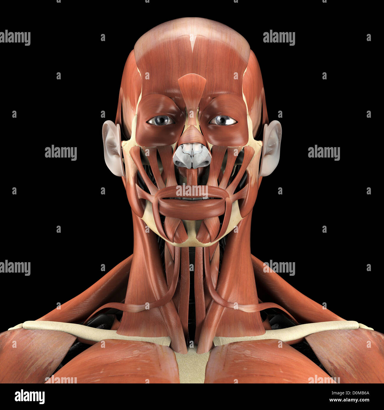 Eine Mensch-Modell mit Muskeln im Gesicht und Nacken. Stockfoto