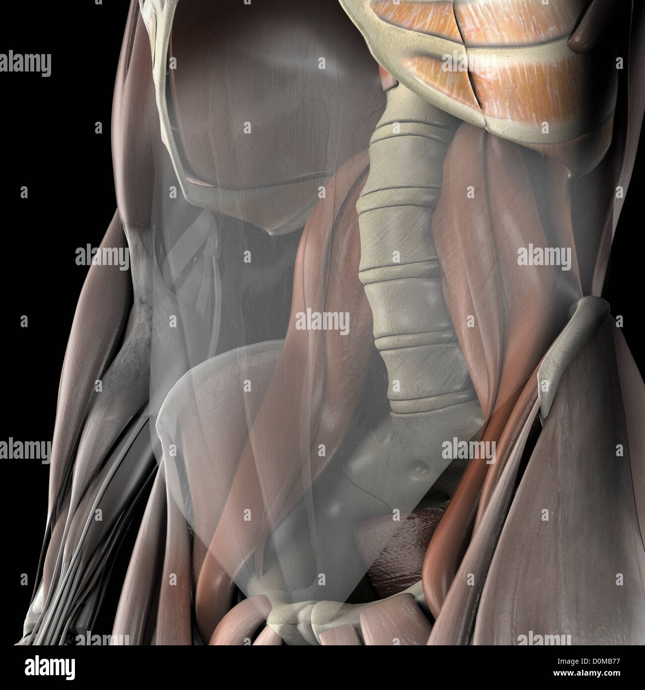 Ein menschliches Modell zeigt den großen Psoas-Muskel. Stockfoto