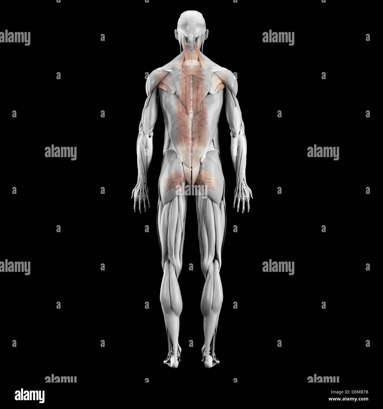 Anatomisches Modell zeigt die Rücken Muskulatur. Stockfoto